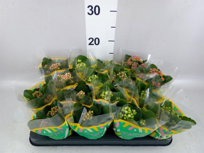 <h4>Kalanchoe blos.   ..rosebud mix  5</h4>