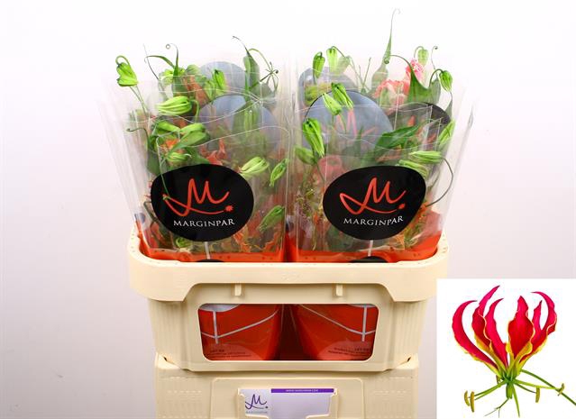 GLORIOSA S FIFT SHAD