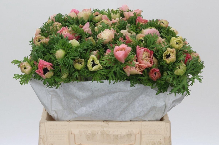 Anemone Levante Pink