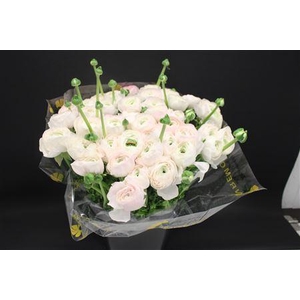 Cloni Super Mushroom