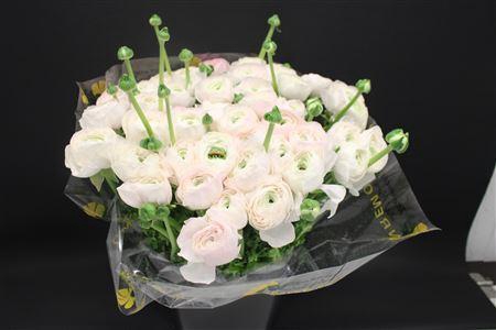 <h4>Cloni Super Mushroom</h4>