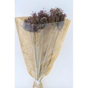 Dried Allium Cherry 10pc Bunch Slv