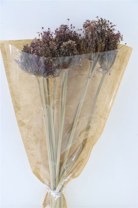 <h4>Dried Allium Cherry 10pc Bunch Slv</h4>