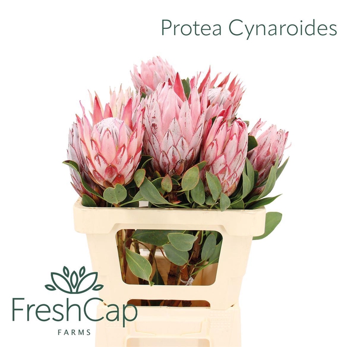 <h4>Protea Cynaroides</h4>
