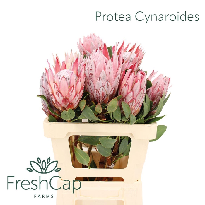 <h4>Protea Cynaroides</h4>