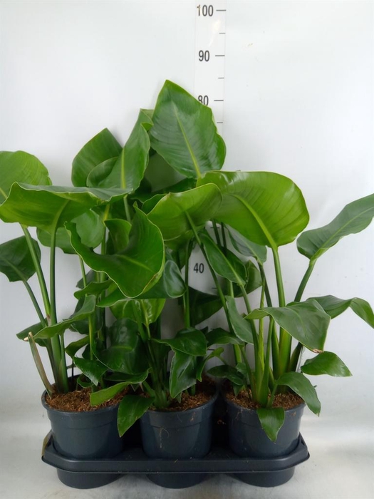 <h4>Strelitzia nicolai</h4>