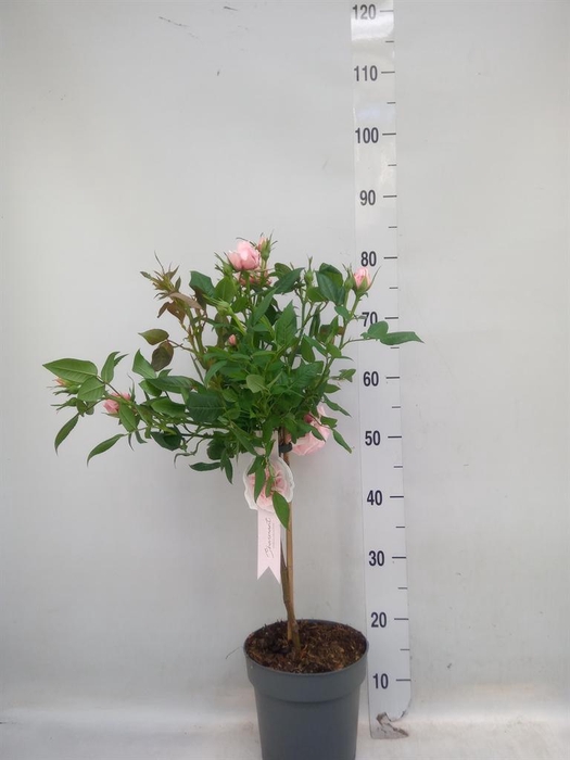 <h4>Rosa ST  ...</h4>