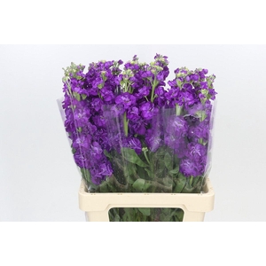Matthiola Iron Purple