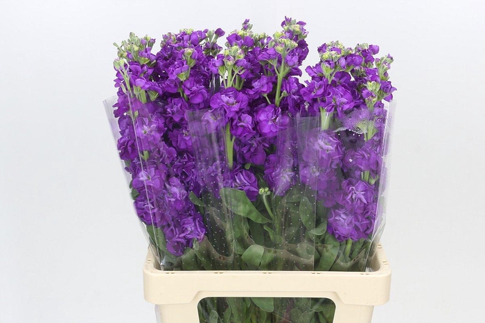 <h4>Matthiola Iron Purple</h4>