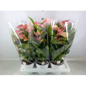 Anthurium andr. 'Livium Red'
