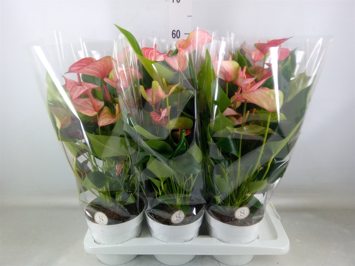 <h4>Anthurium andr. 'Livium Red'</h4>