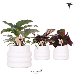 Kolibri Greens Calathea mix in Bubble pot white