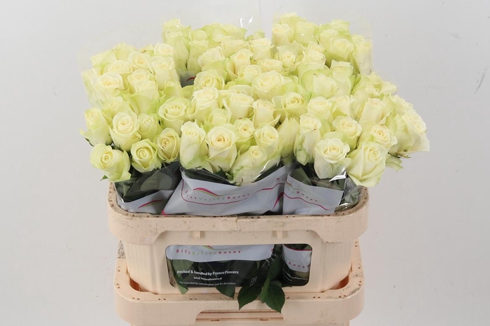 <h4>R Gr Snowstorm+</h4>