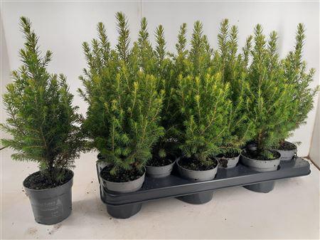 <h4>Picea Gl Magnifique</h4>