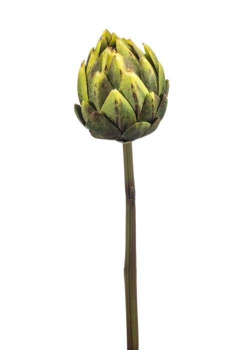 <h4>Artichoke spray rt green 58cm</h4>