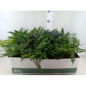 Humata tyermannii