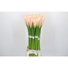 Zantedeschia Eydolls Salmon