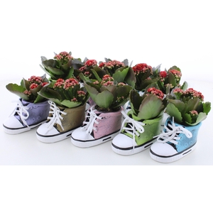 ARR KALANCHOE