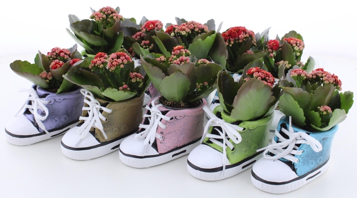 <h4>ARR KALANCHOE</h4>