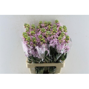 Matth Iron Light Pink