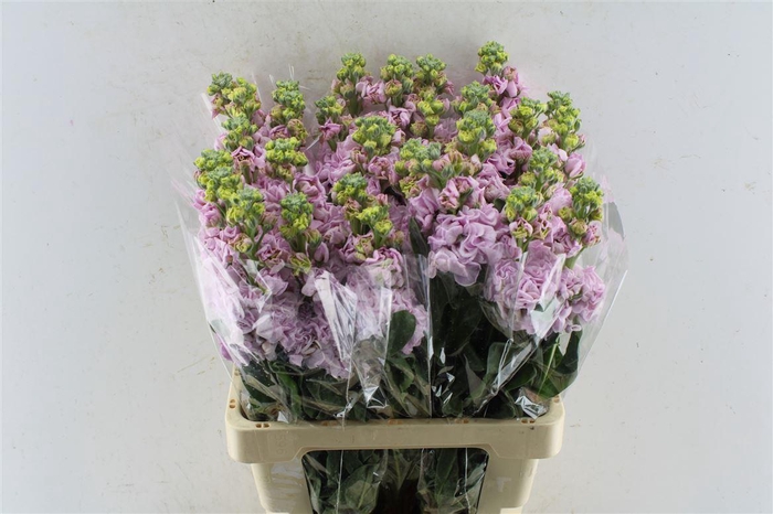 <h4>Matth Iron Light Pink</h4>