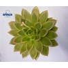 Echeveria Agavoides Cutflower Wincx-14cm