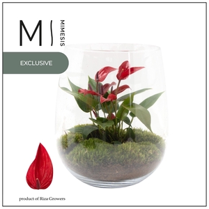Mimesis Anthurium KARMA Lava - Juliette