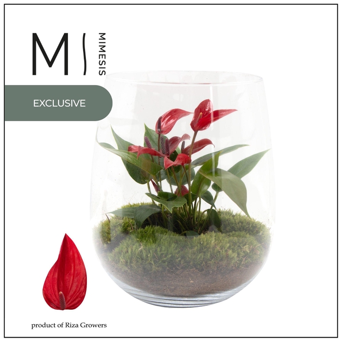 <h4>Mimesis Anthurium KARMA Lava - Juliette</h4>