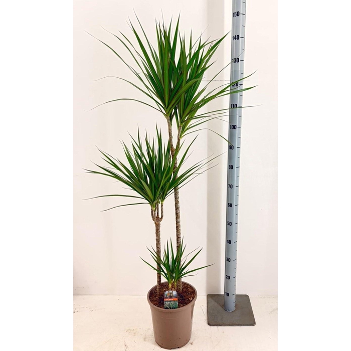 <h4>DRA MARGINATA</h4>