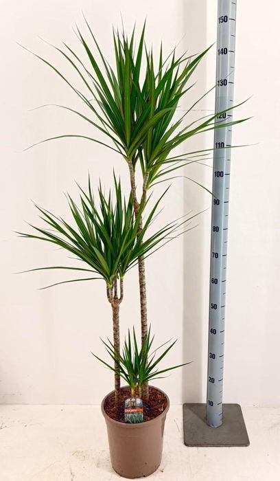 DRA MARGINATA
