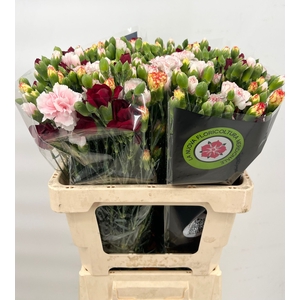 Dianthus Sp Mix Rainbow