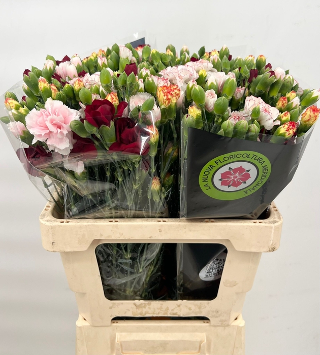 <h4>Dianthus Sp Mix Rainbow</h4>