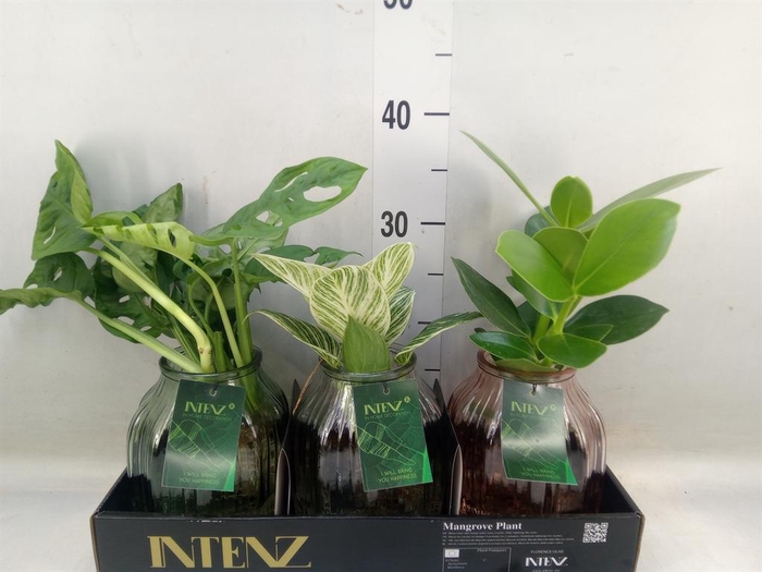 <h4>Planten  ..mix</h4>