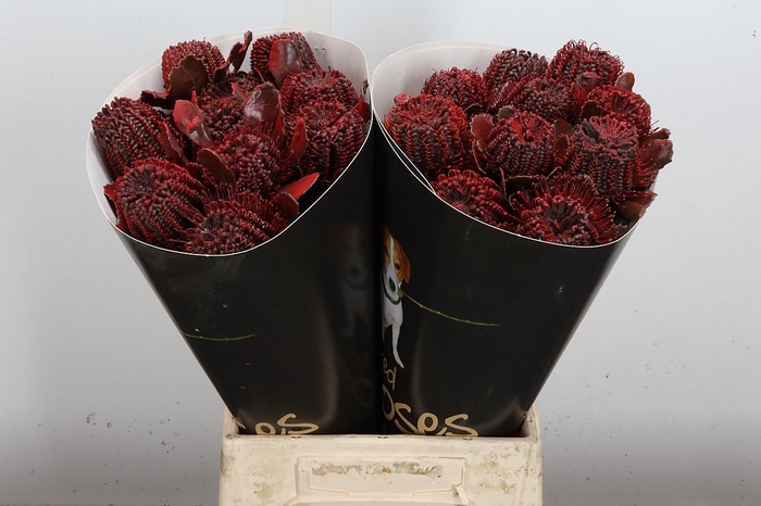 <h4>Banksia Wx Aubergine</h4>