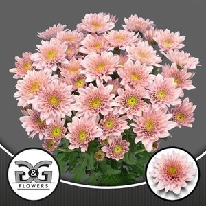 Chr T Sorbet Berry AAL