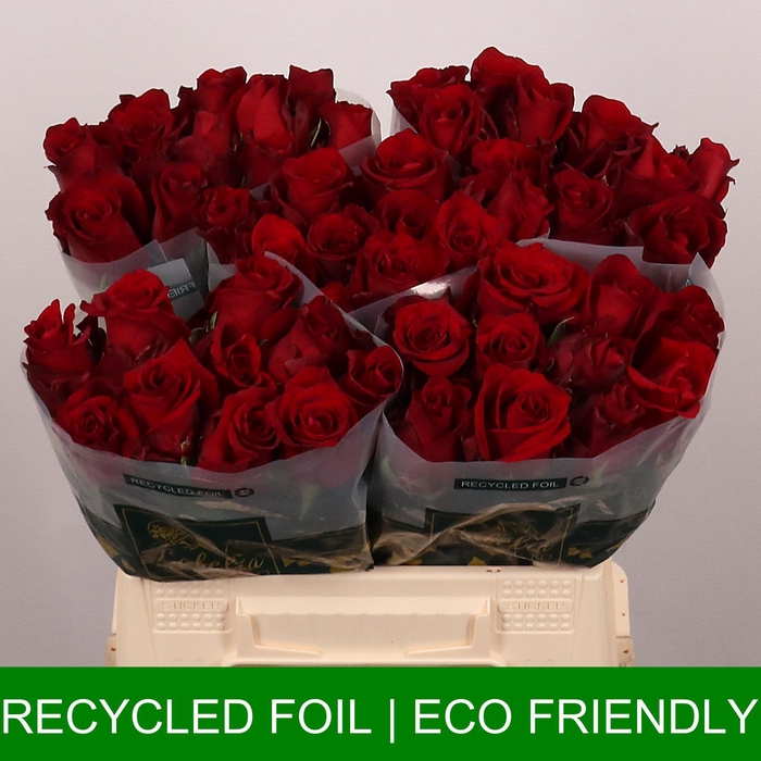 <h4>R GR EXPLORER</h4>