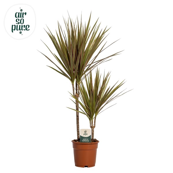 Dracaena Bicolor p17, 30+10 (Air so Pure)