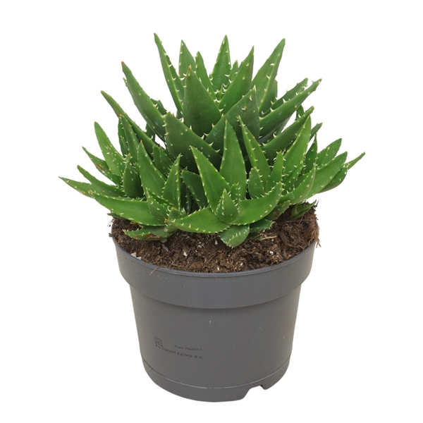 <h4>Aloë mitriformis 17 cm</h4>
