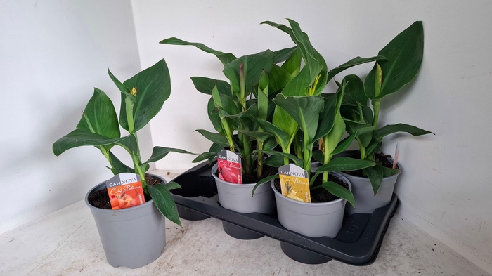 <h4>CANNA CANNOVA GEM</h4>