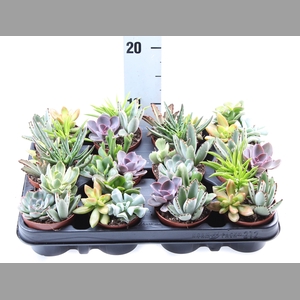 Succulents   ...