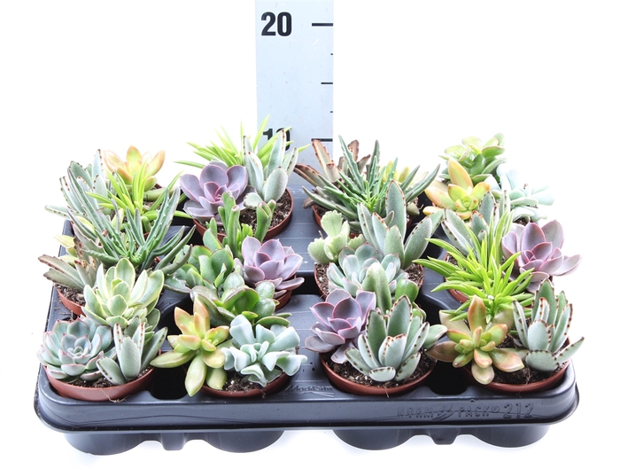 <h4>Succulents   ...</h4>