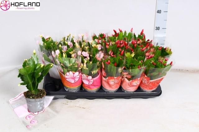 <h4>SCHLUMB GEM 3 KL</h4>