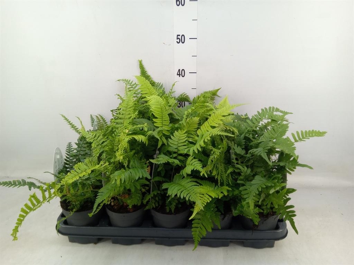<h4>Ferns   ...mix</h4>