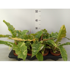 Philodendron  'Ring of Fire'