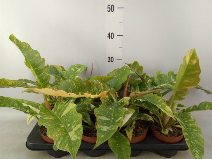 <h4>Philodendron  'Ring of Fire'</h4>