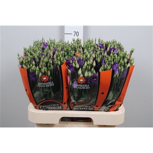 Eus E Picco Violet