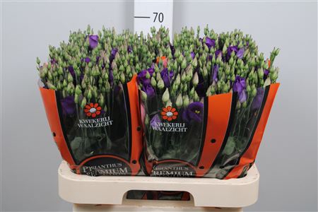 <h4>Eus E Picco Violet</h4>