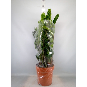 Zamioculcas zamiifolia