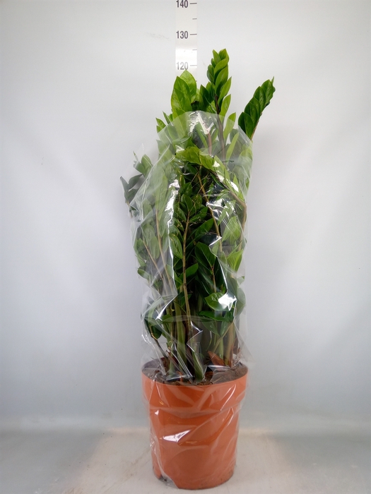 <h4>Zamioculcas zamiifolia</h4>