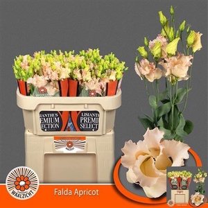 Eus E Falda Apricot